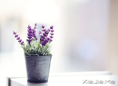 安静，一种淡淡的祥和 (1)