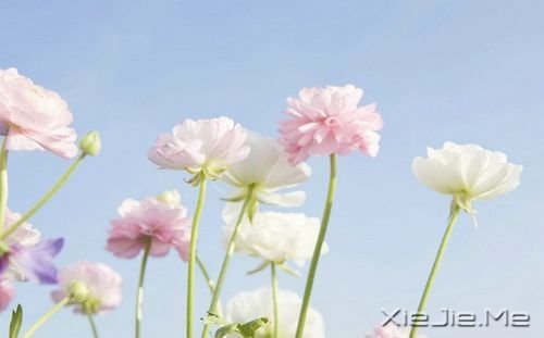 安静，一种淡淡的祥和 (4)