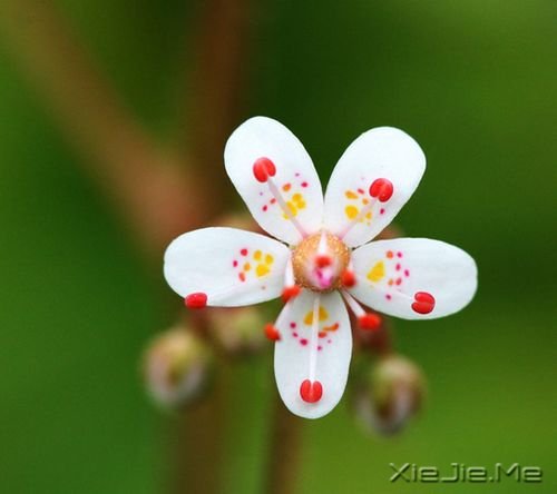 安静，一种淡淡的祥和 (7)